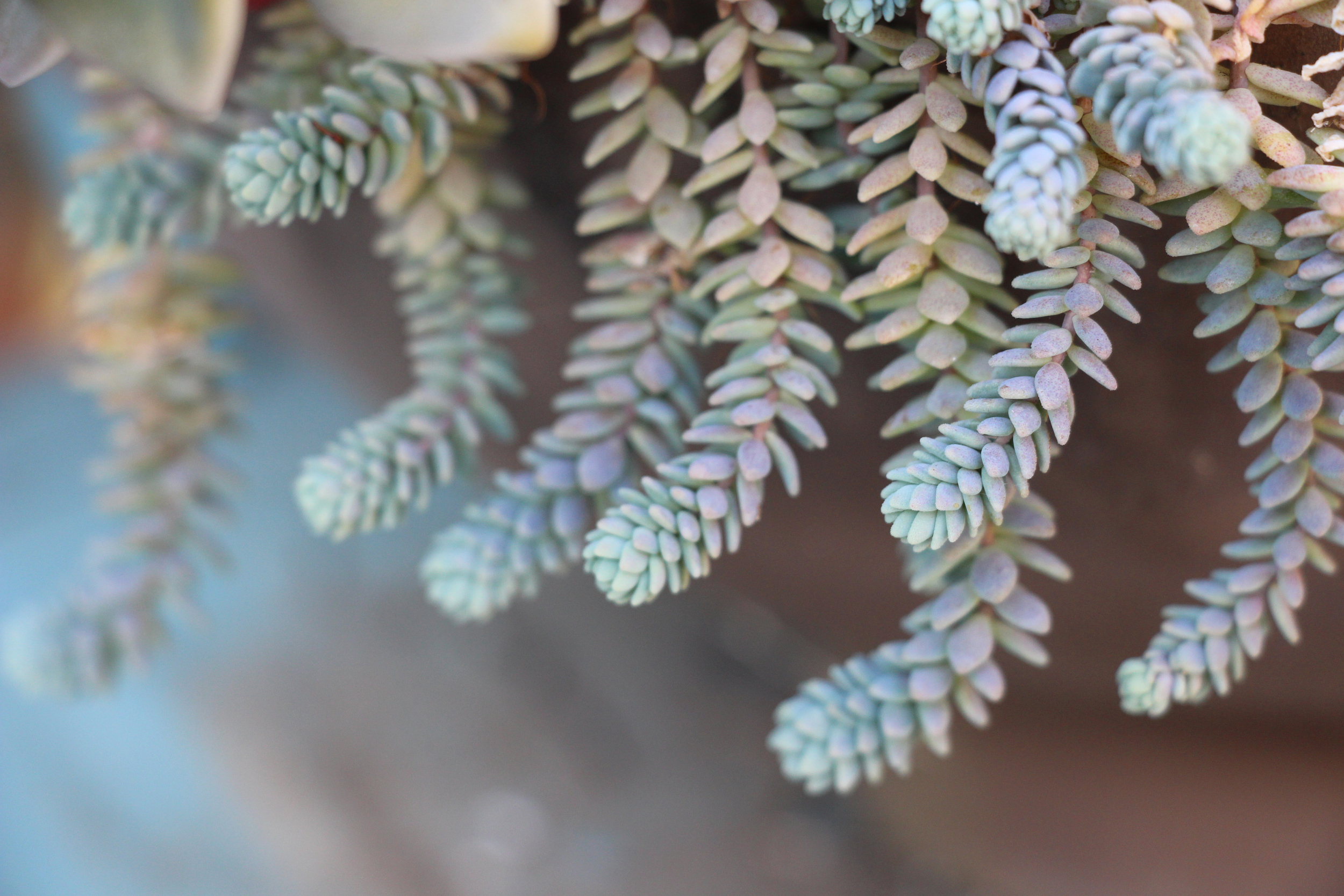 seaside-succulents-a-garden-tour-needlesandleaves_net.jpg